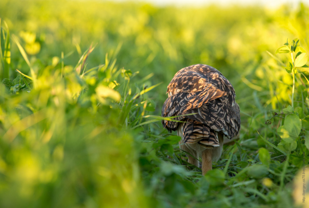 Совиная история. Окончание