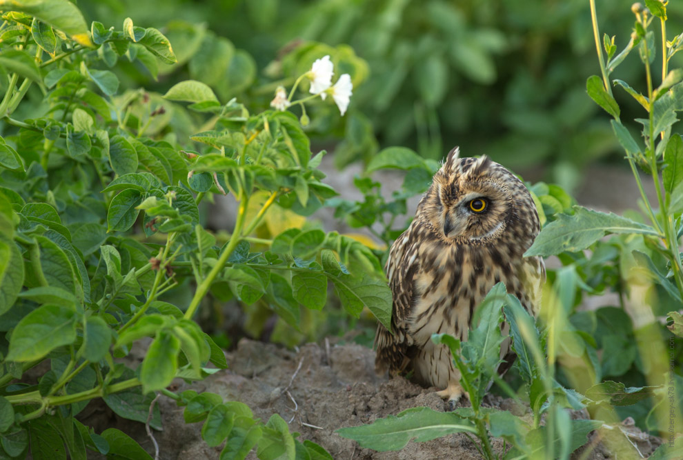 Совиная история. Окончание