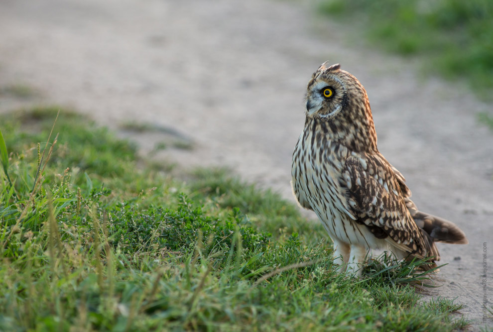 Совиная история. Окончание