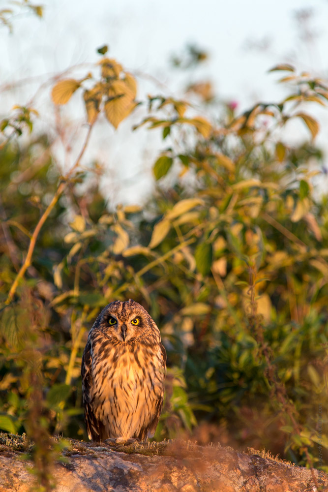 Совиная история. Окончание