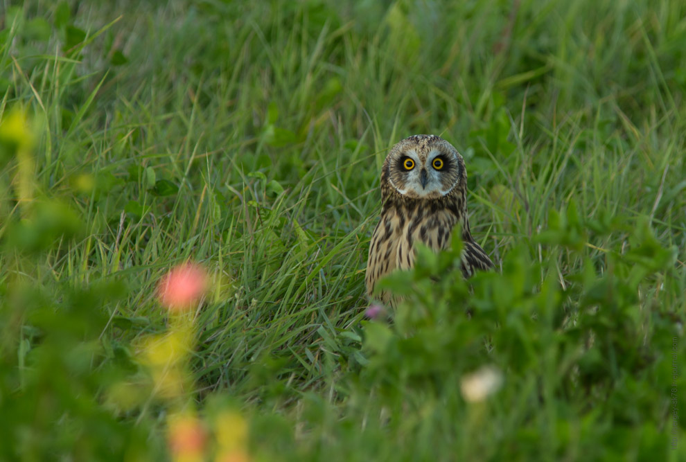 Совиная история. Окончание