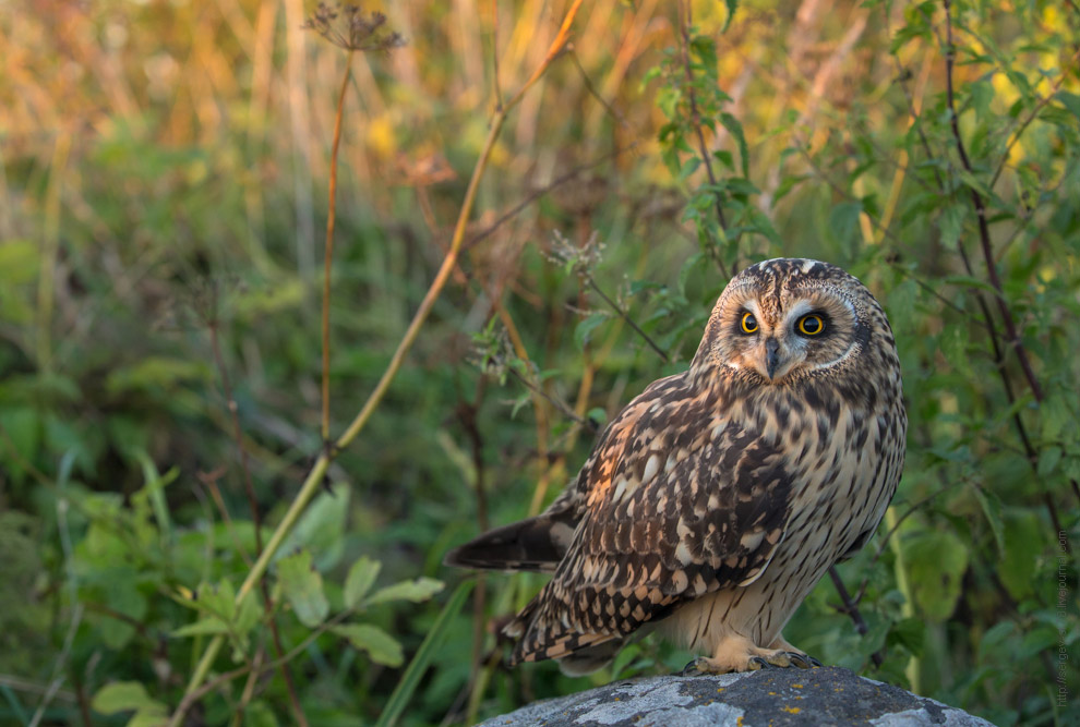 Совиная история. Окончание