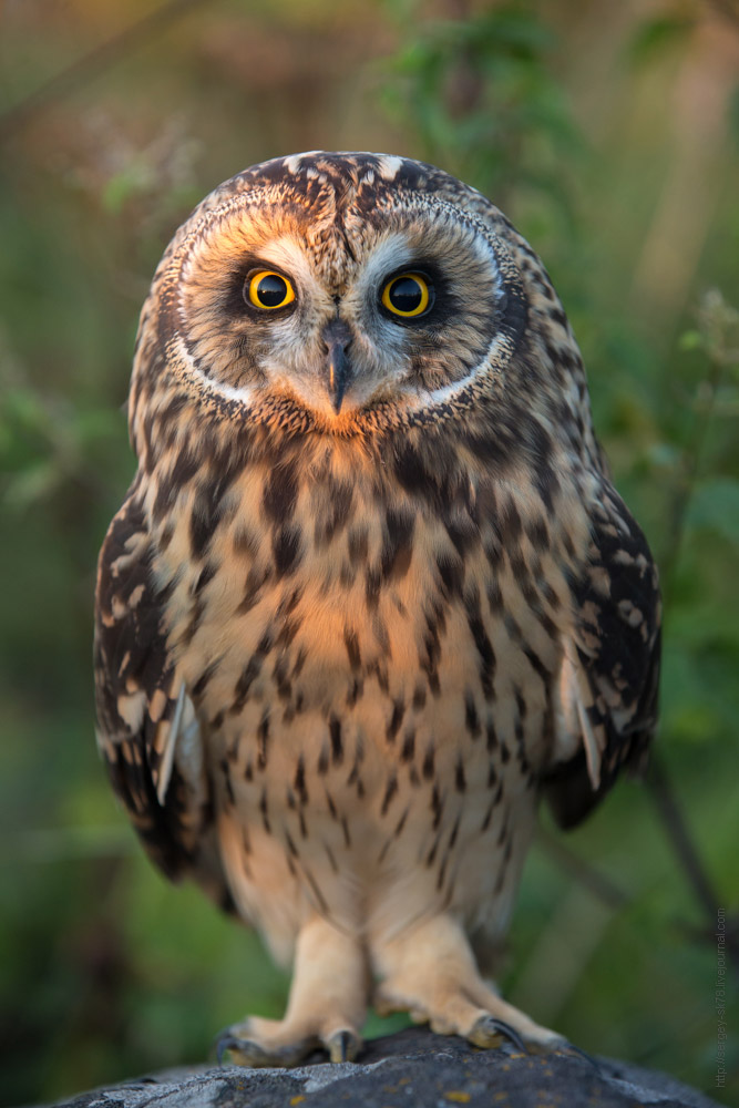 Совиная история. Окончание