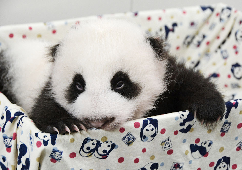 Бамбуковый медведь