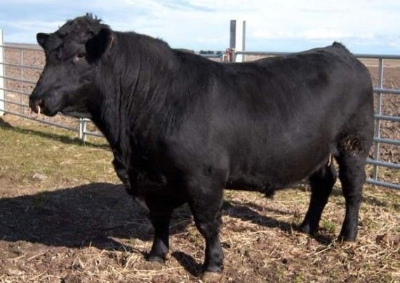 Самые экзотические спа - процедуры