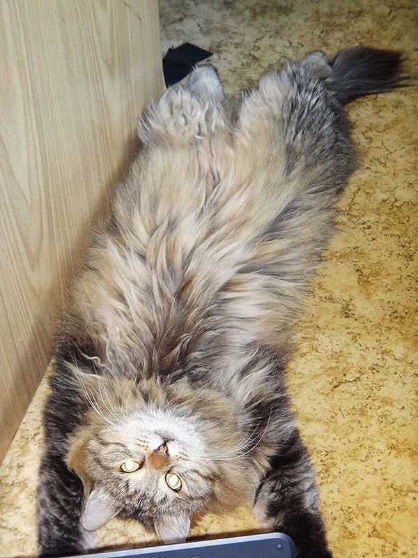 Россия глазами швейцарца (Часть 1) Россия глазами швейцарца (Часть 1)