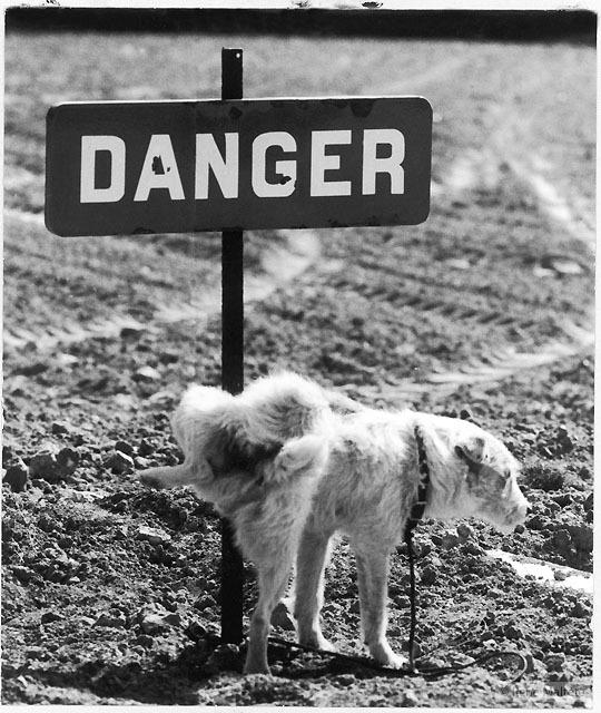 Гений фотографии (48 фото)