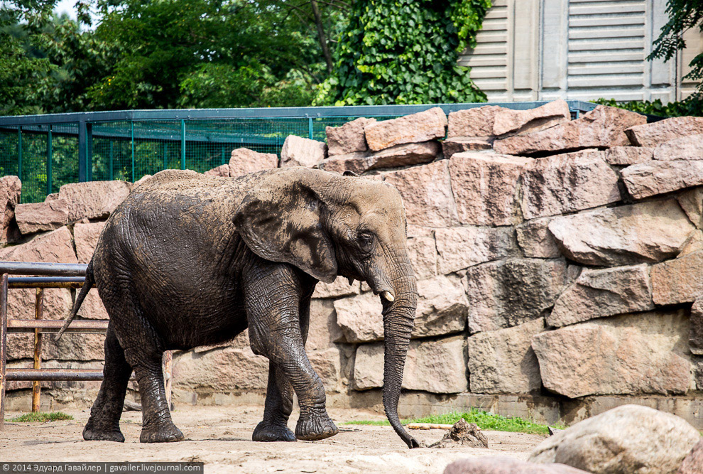 Крупнейший ландшафтный зоопарк в Европе