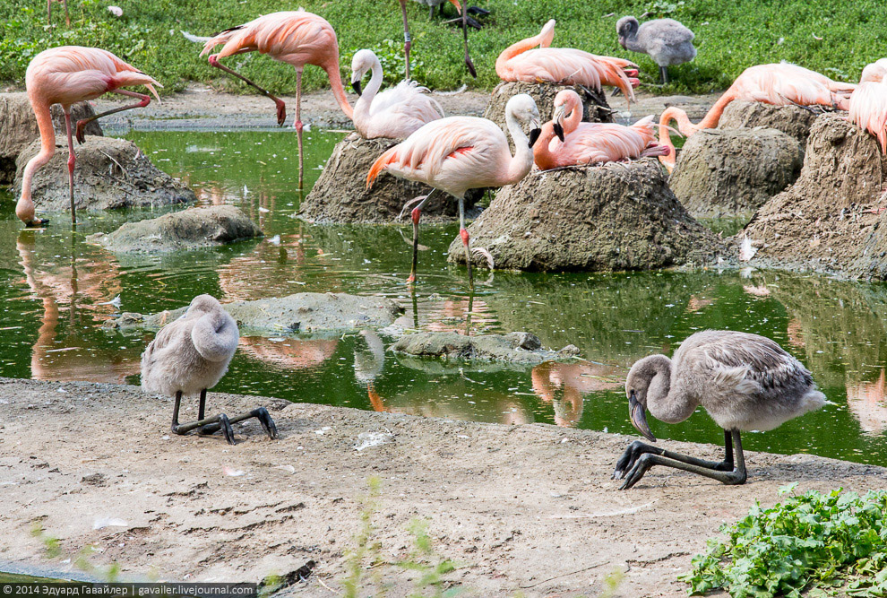Крупнейший ландшафтный зоопарк в Европе