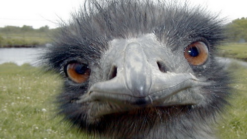 Спорим, вы не знали (9 фото) Спорим, вы не знали (9 фото)