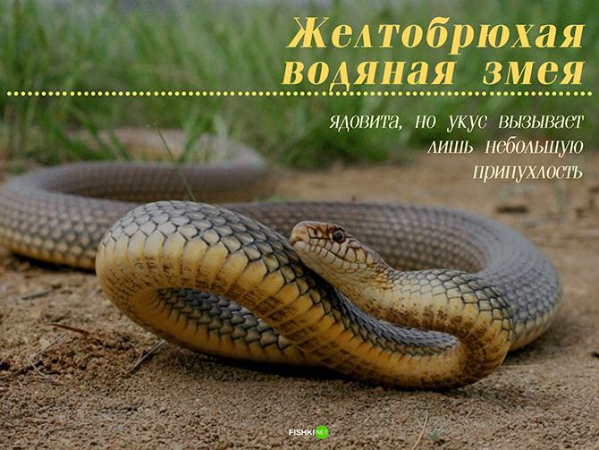 Мужики не нужны: 10 примеров из живой природы