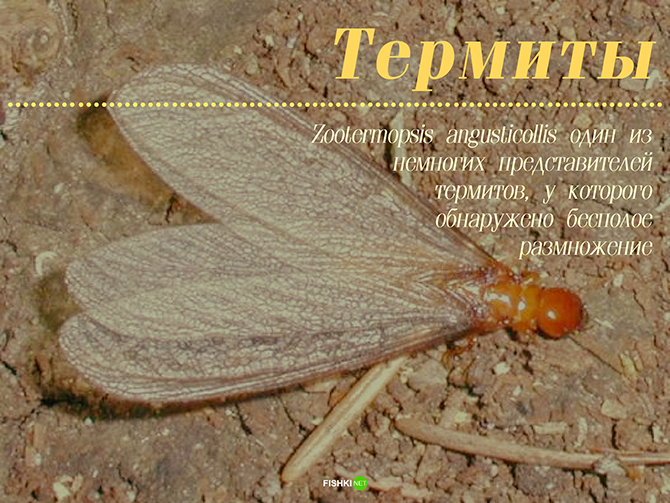 Мужики не нужны: 10 примеров из живой природы