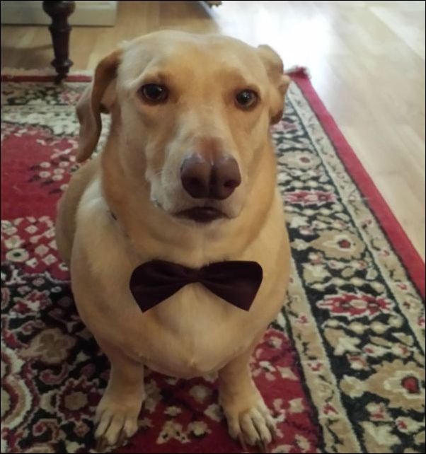 Кучка картинок