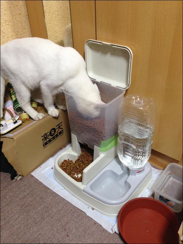 Кучка картинок