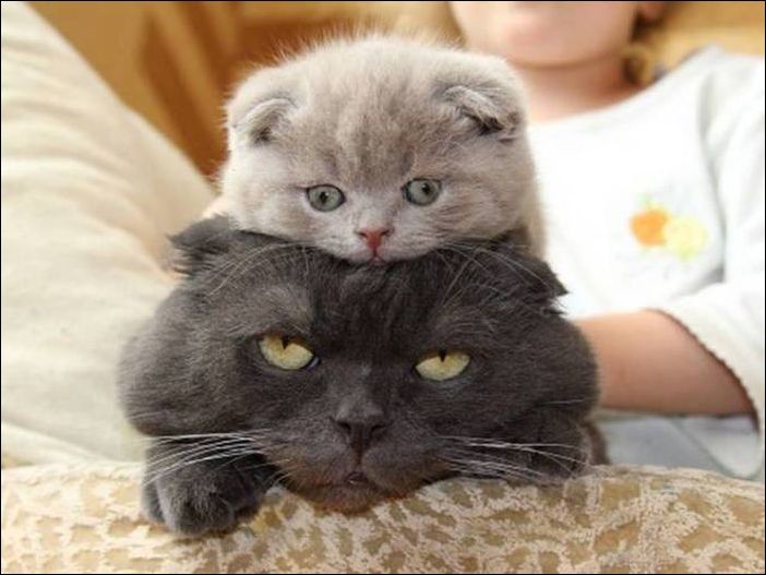 Кучка картинок