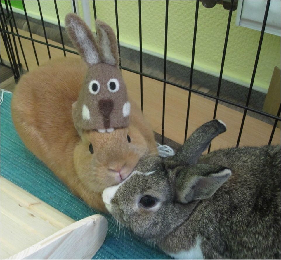 Кучка картинок