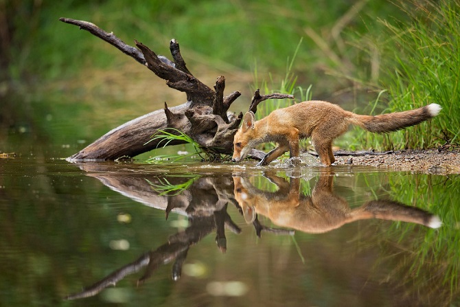 Лучшее с конкурса фотографии National Geographic 2015