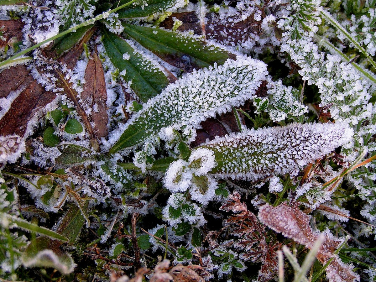 Утренние заморозки