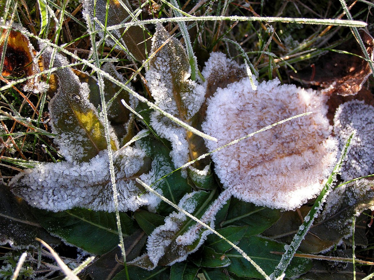 Утренние заморозки