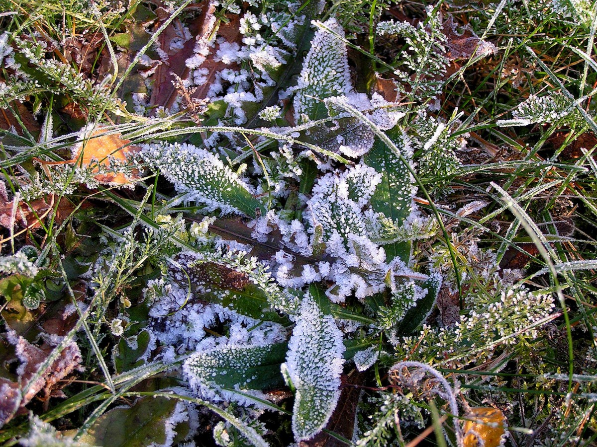 Утренние заморозки