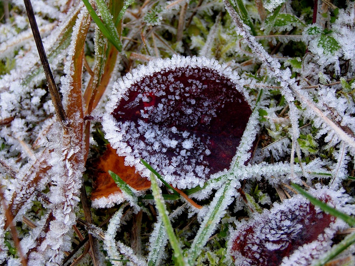 Утренние заморозки