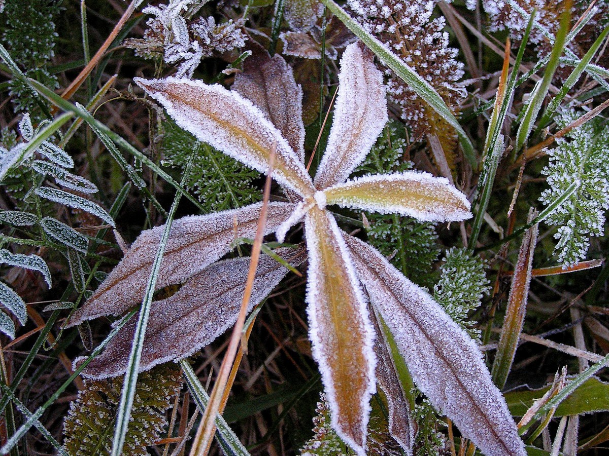 Утренние заморозки