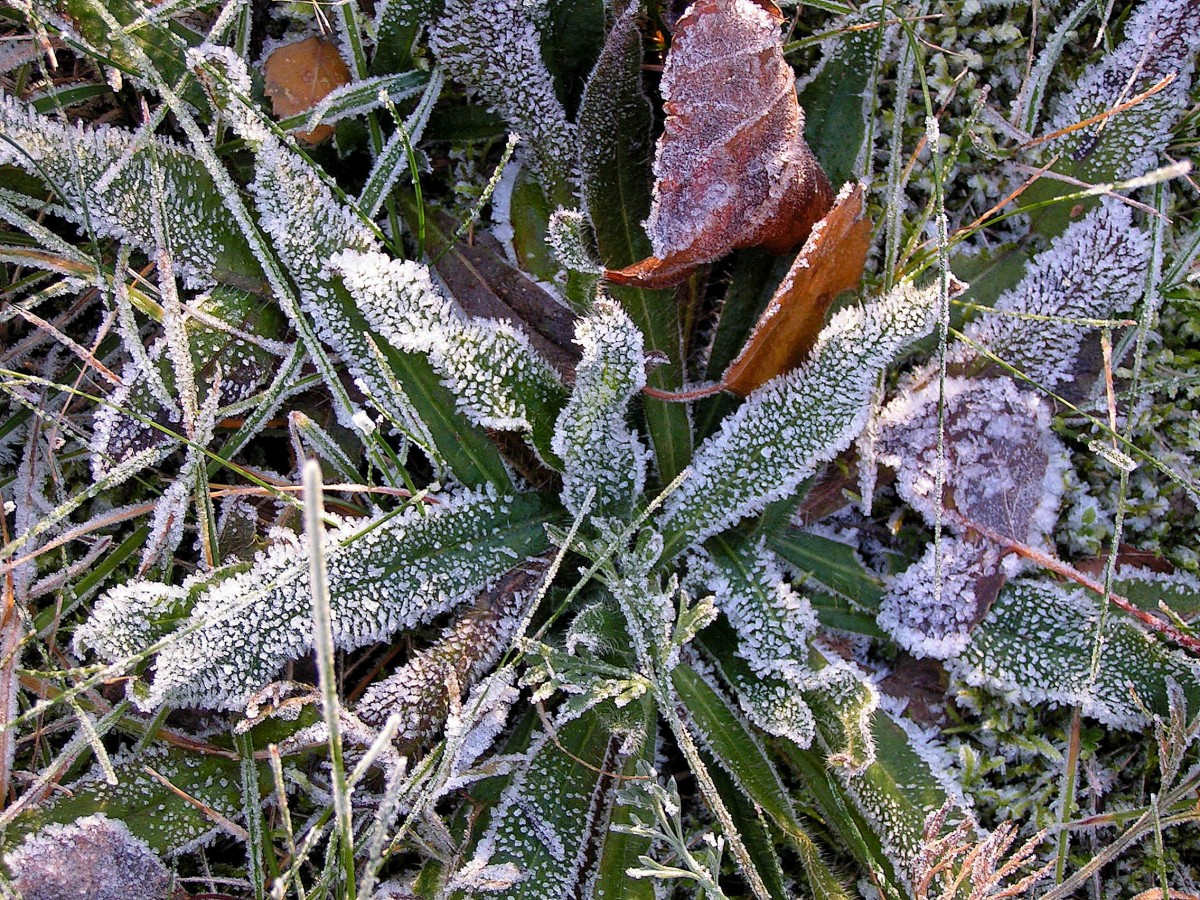Утренние заморозки