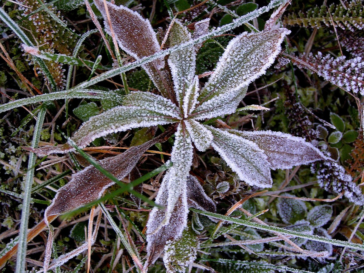 Утренние заморозки