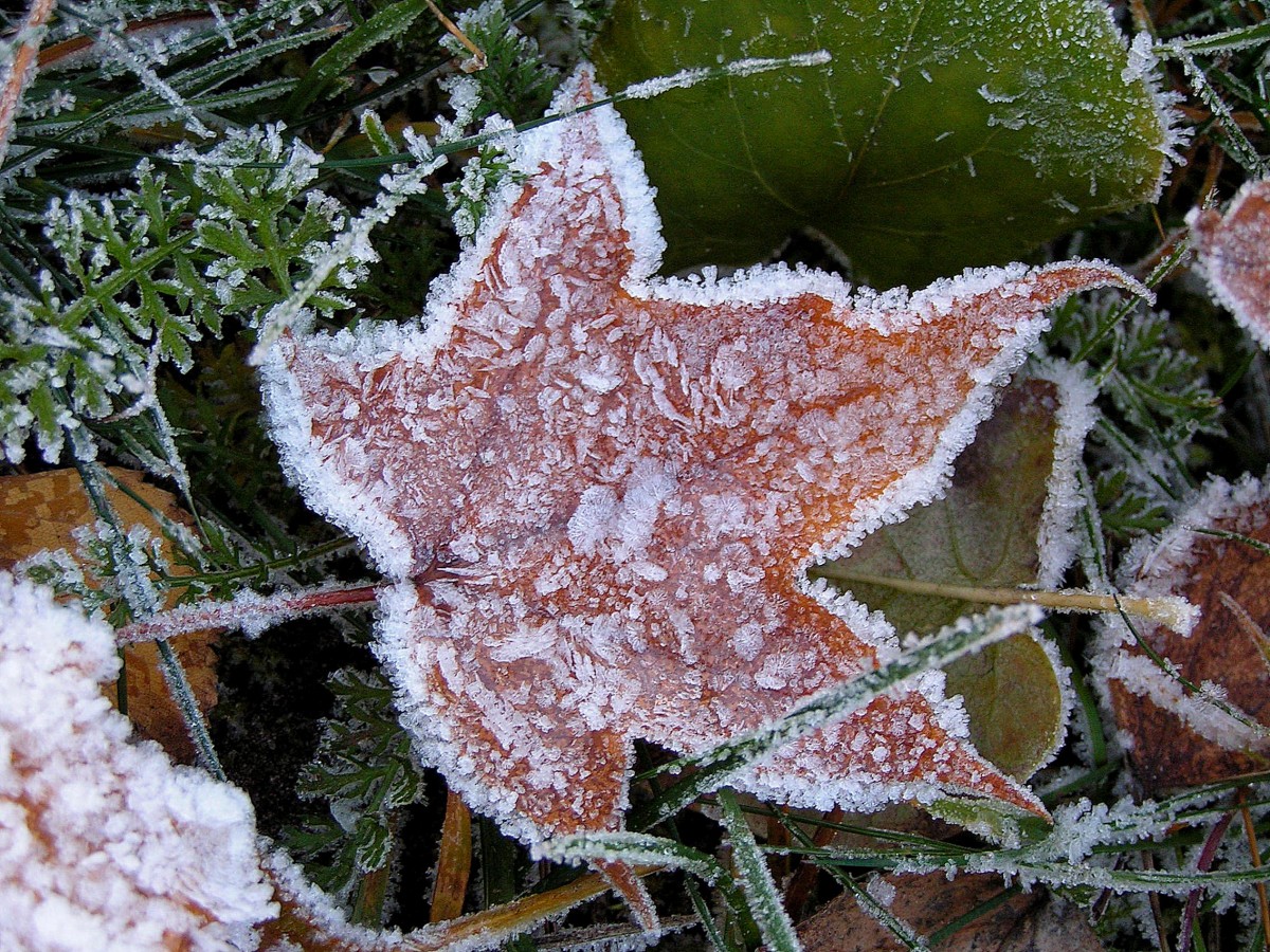 Утренние заморозки