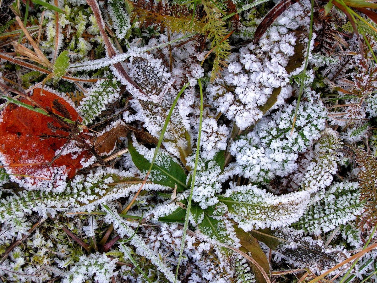 Утренние заморозки