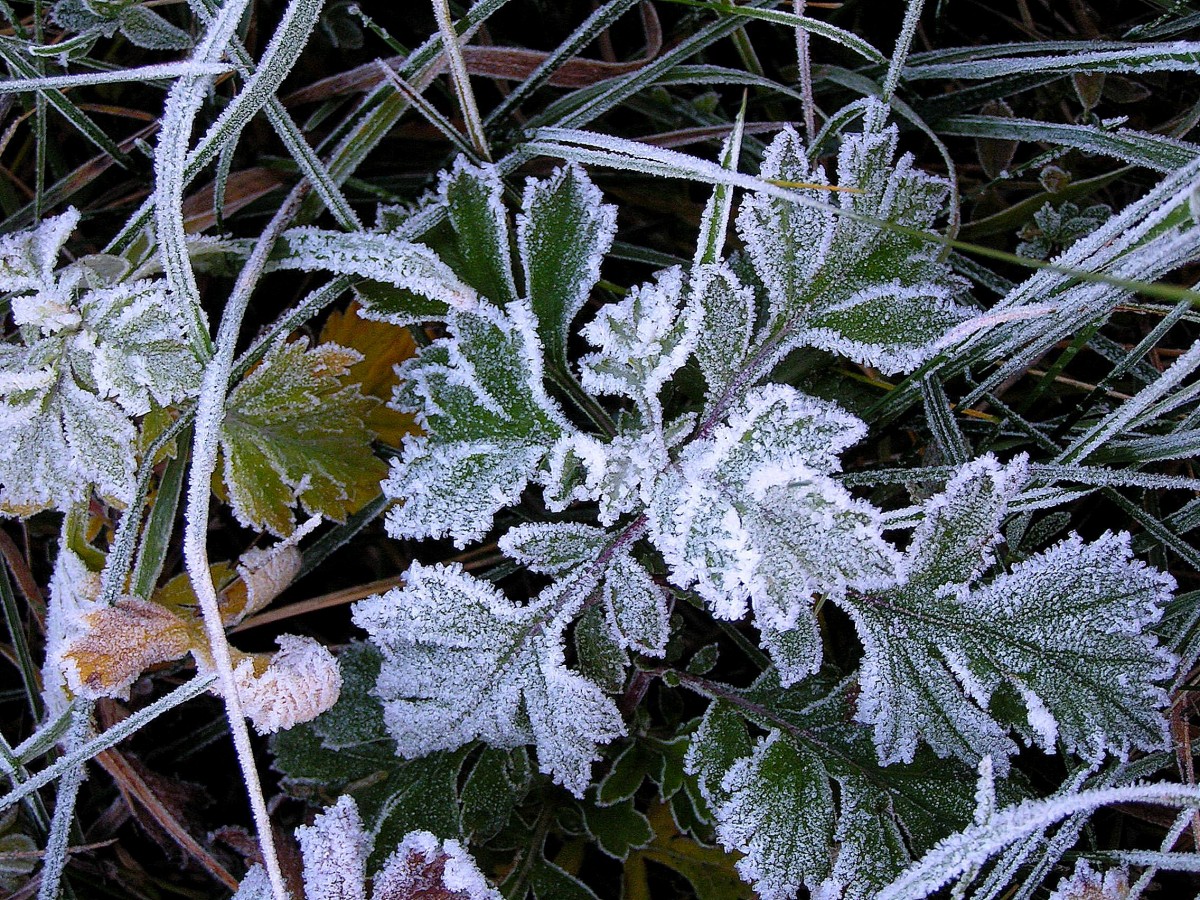 Утренние заморозки