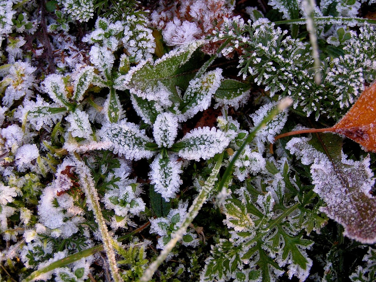 Утренние заморозки