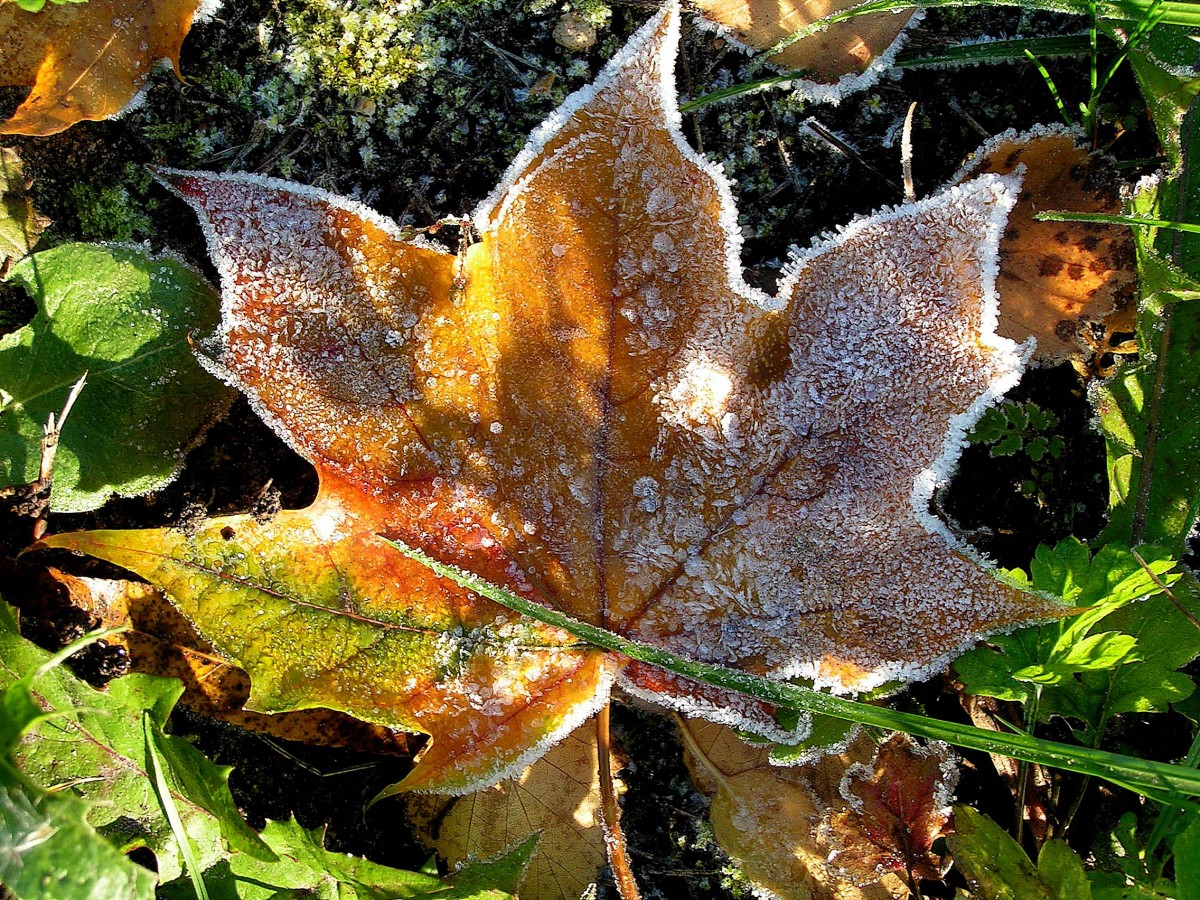 Утренние заморозки