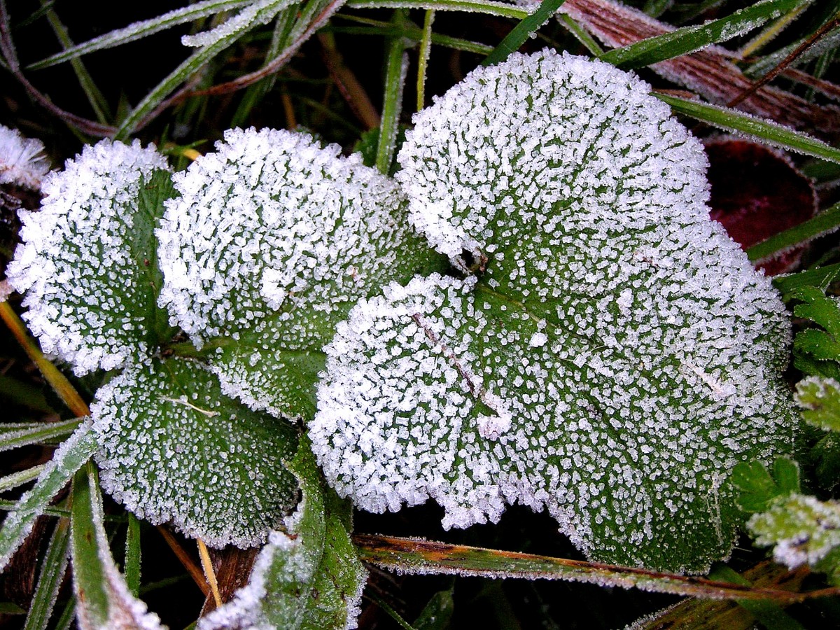 Утренние заморозки