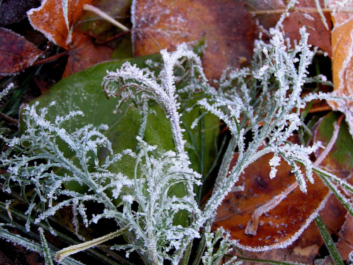 Утренние заморозки