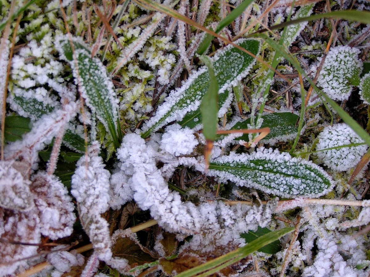Утренние заморозки