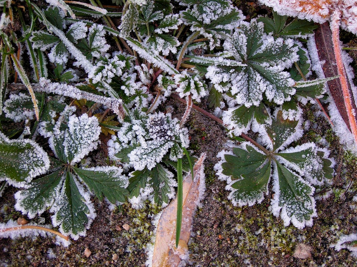 Утренние заморозки