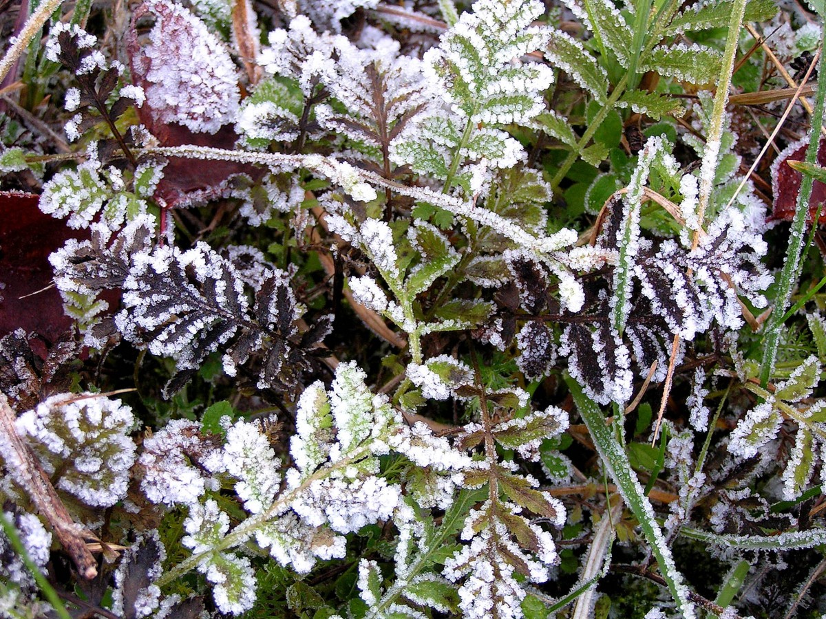 Утренние заморозки