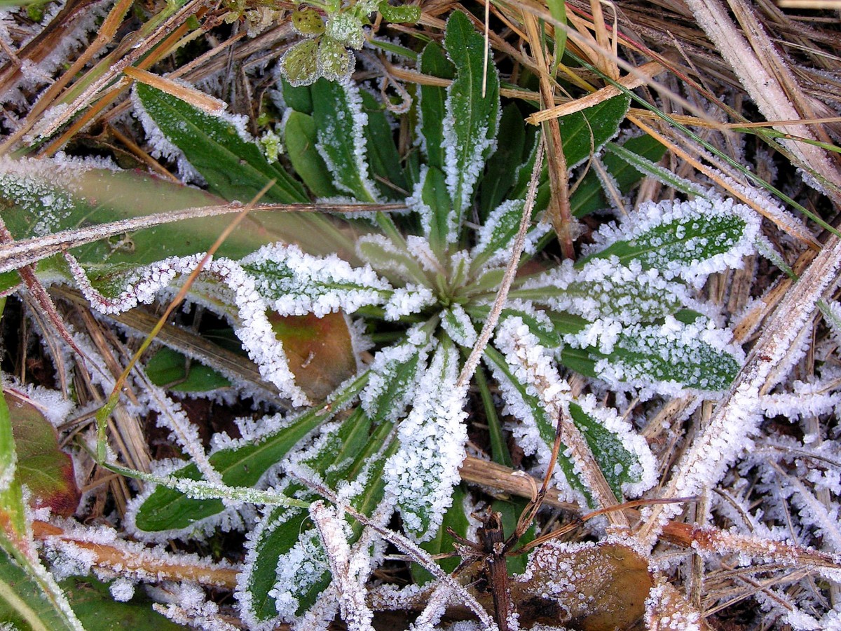 Утренние заморозки