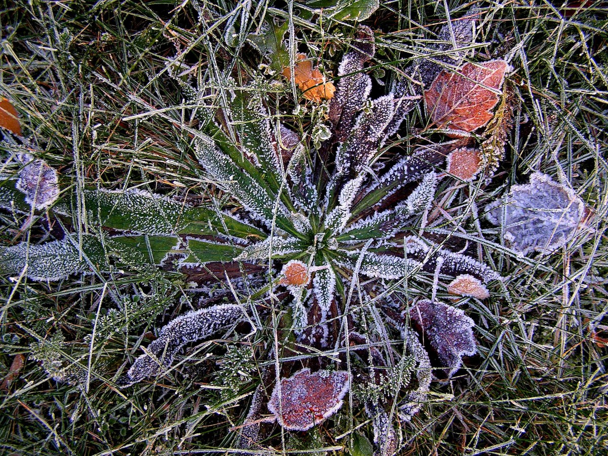 Утренние заморозки