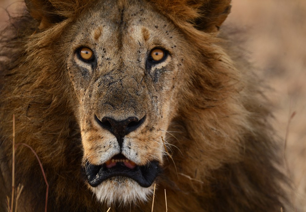 Африканское сафари