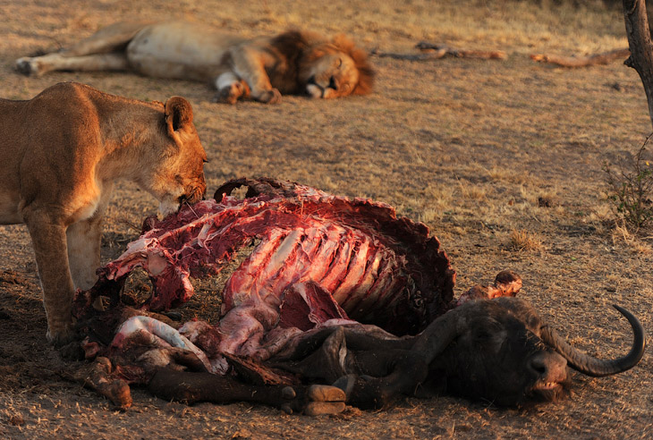 Африканское сафари