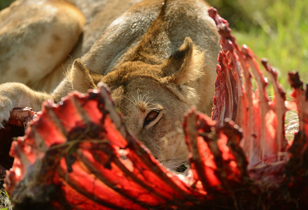 Африканское сафари