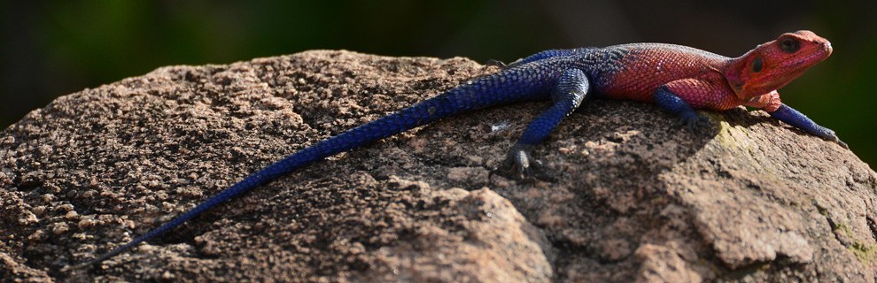 Африканское сафари