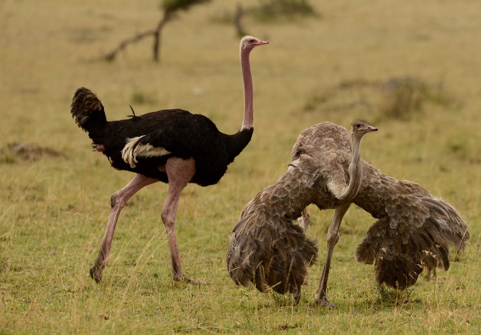 Африканское сафари