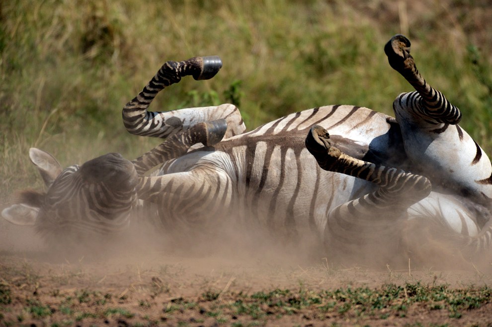 Африканское сафари