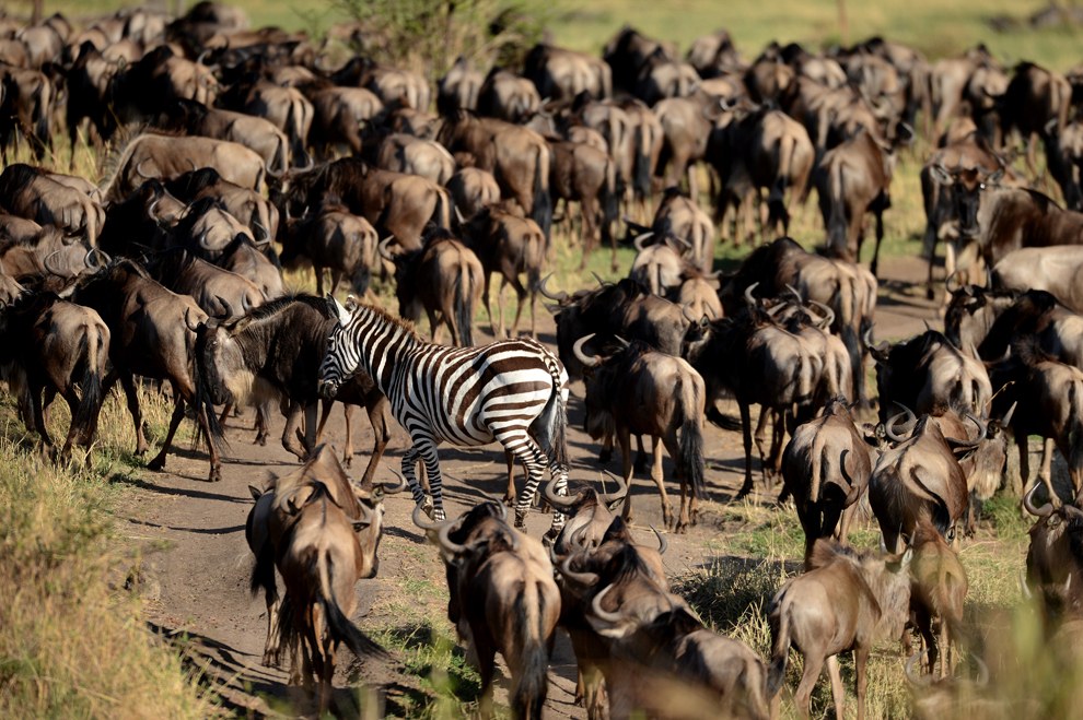 Африканское сафари