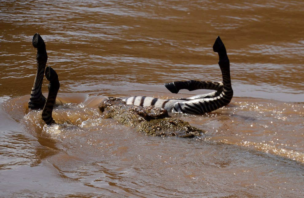 Африканское сафари