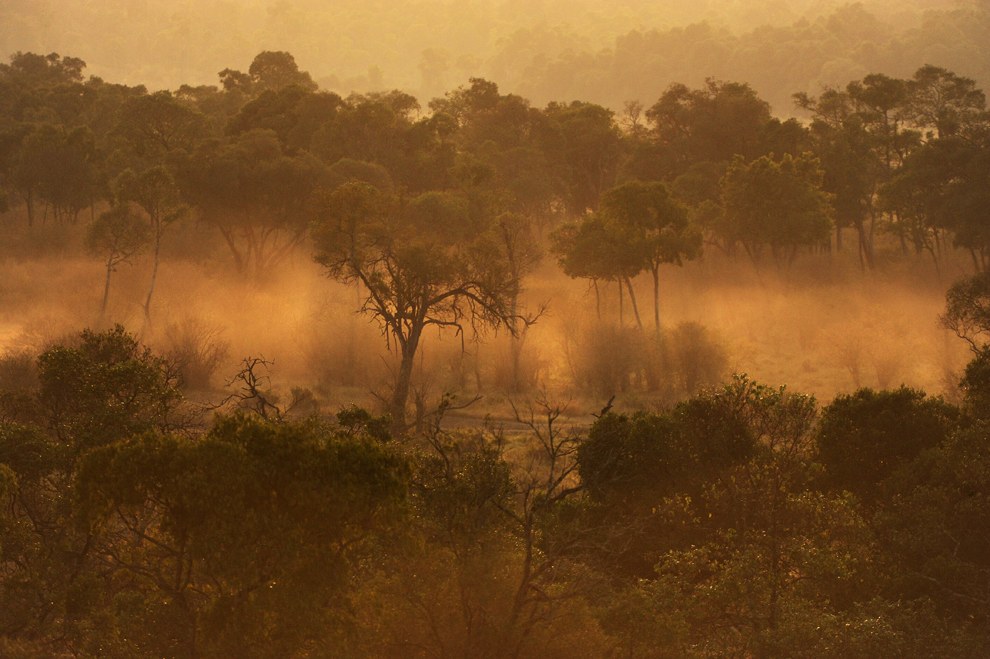 Африканское сафари