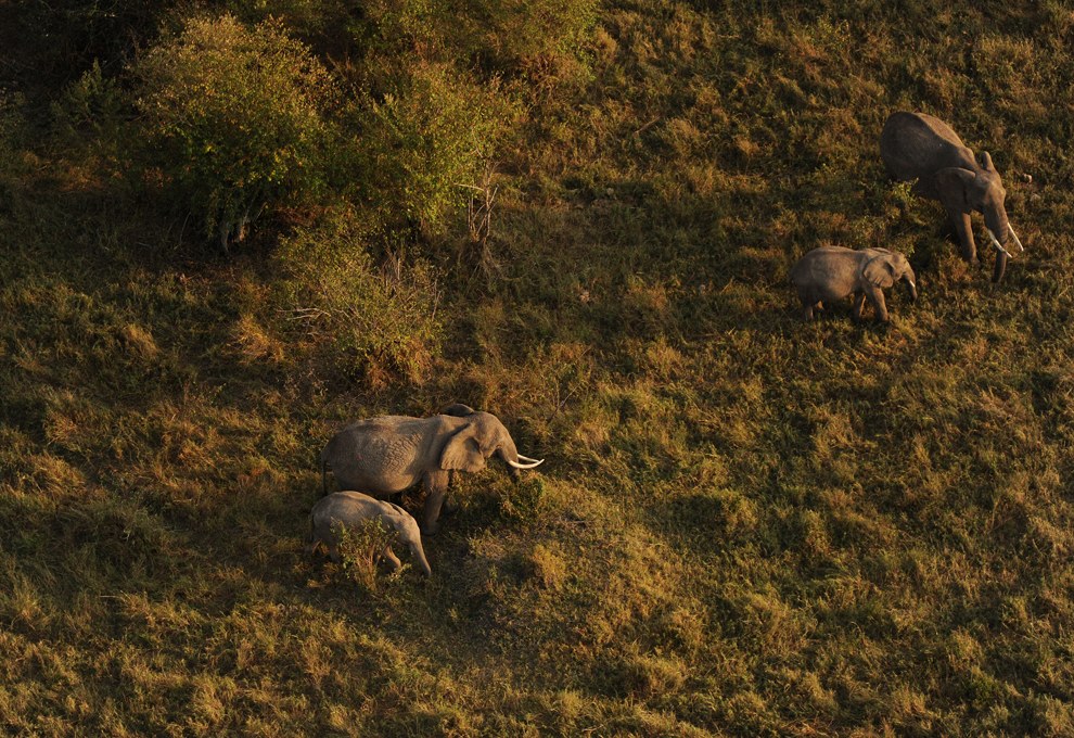 Африканское сафари